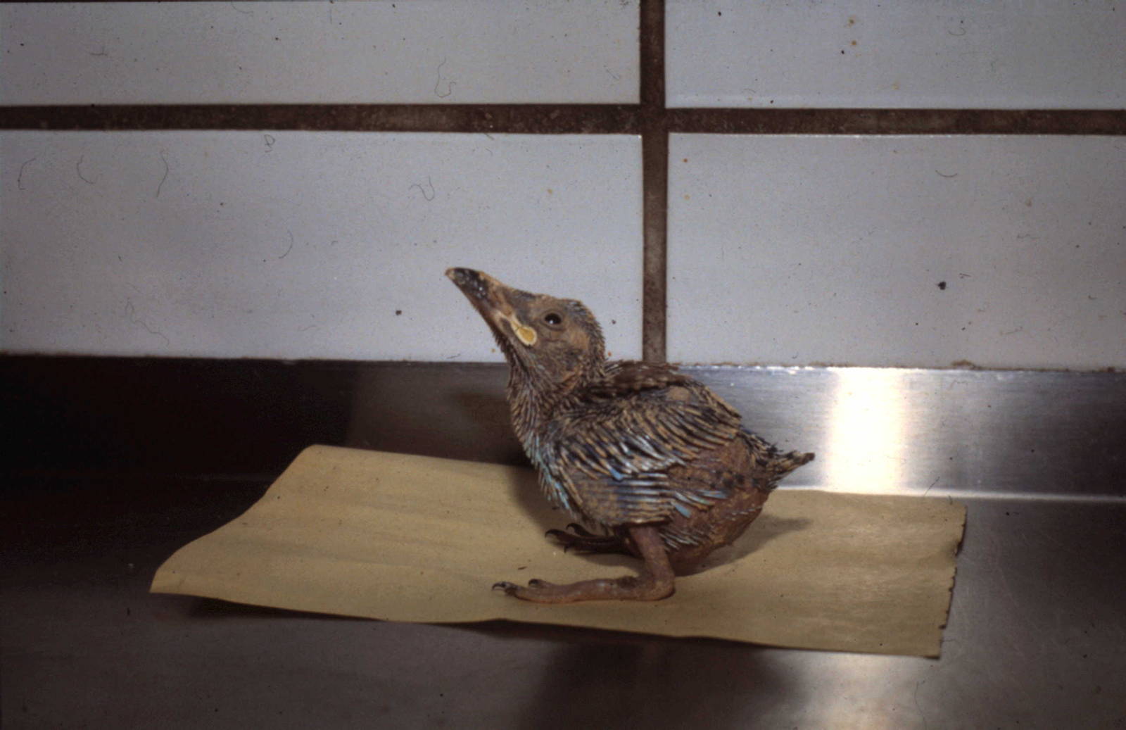 Abyssinian roller young