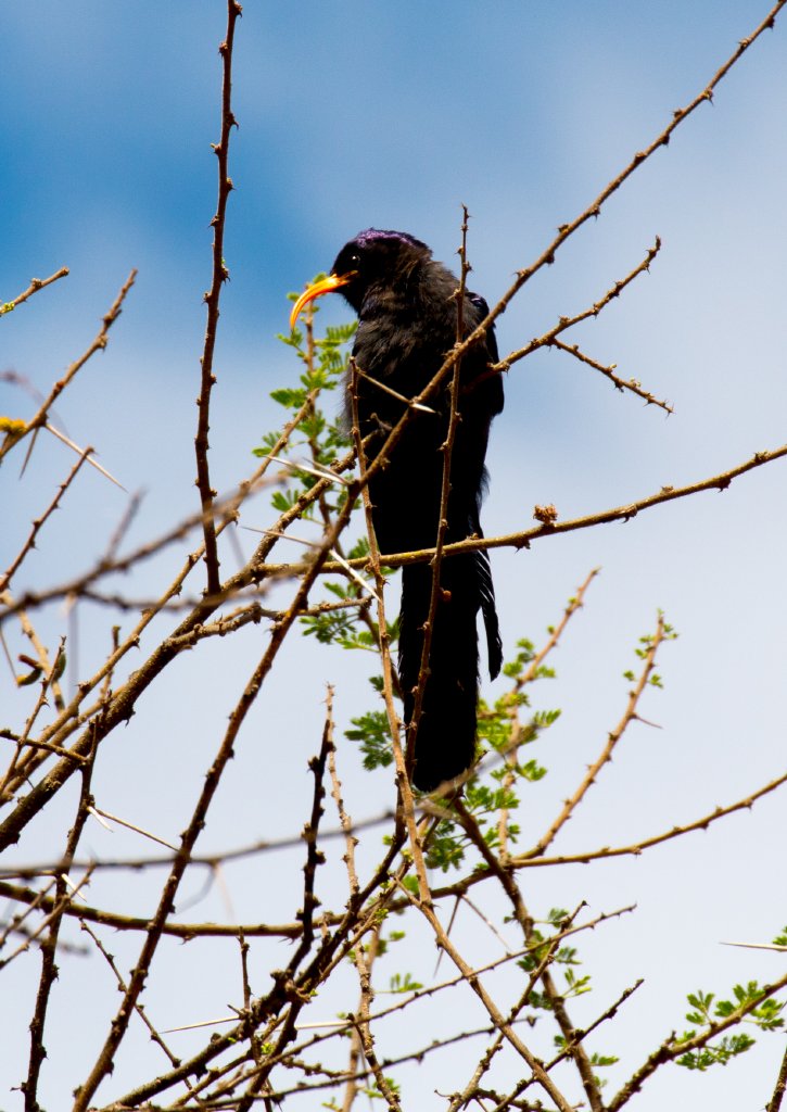 Abyssinian Scimitarbill