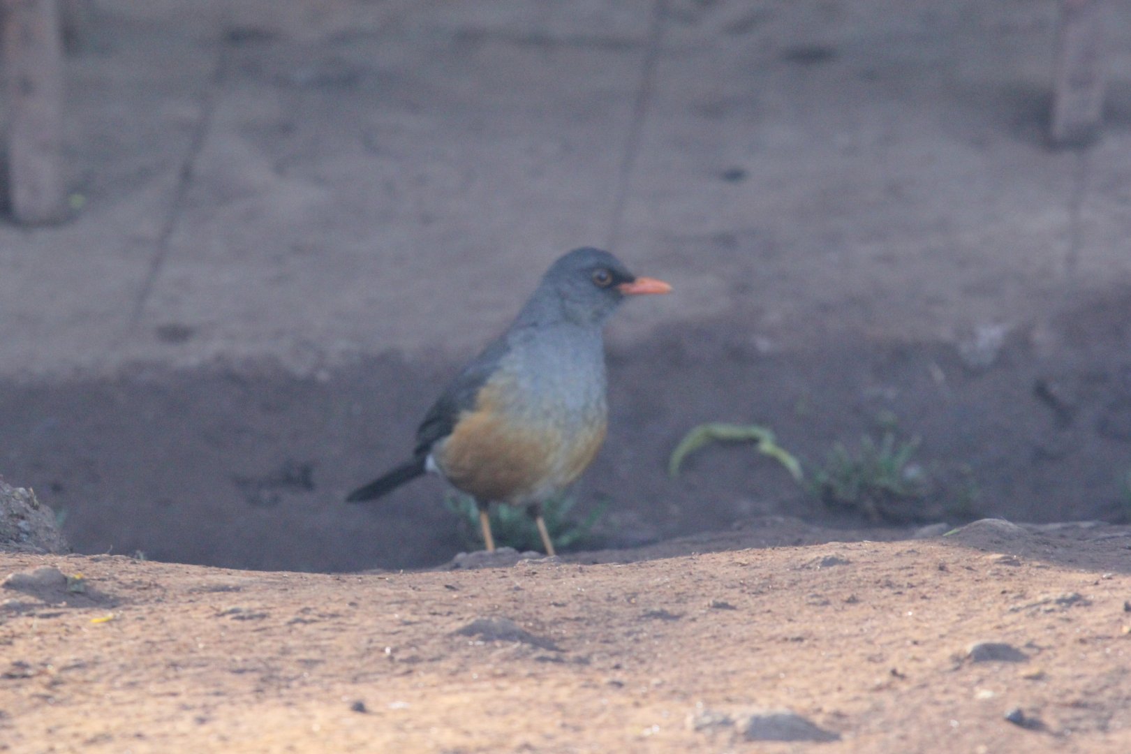Abyssinian Thrush (Turdus abyssinicus) ID?