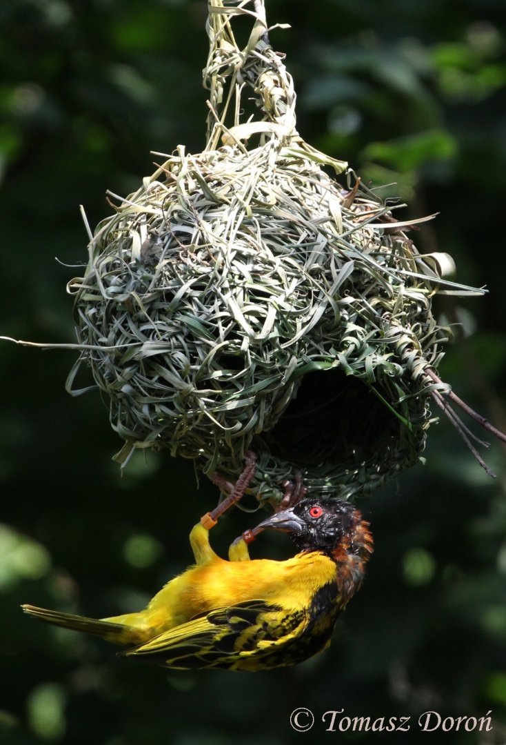 Abyssinian Village Weaver (Ploceus cucullatus abyssinicus), ad. male, August 2017