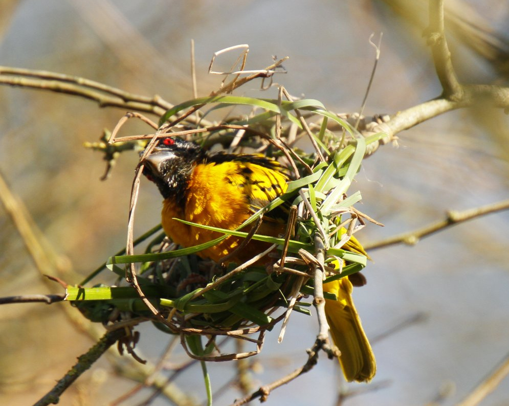 Abyssinian village weaver (Ploceus cucullatus abyssinicus)
