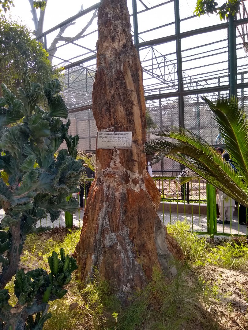 Acacia arabica fossil - Lahore zoo 17/11/2019