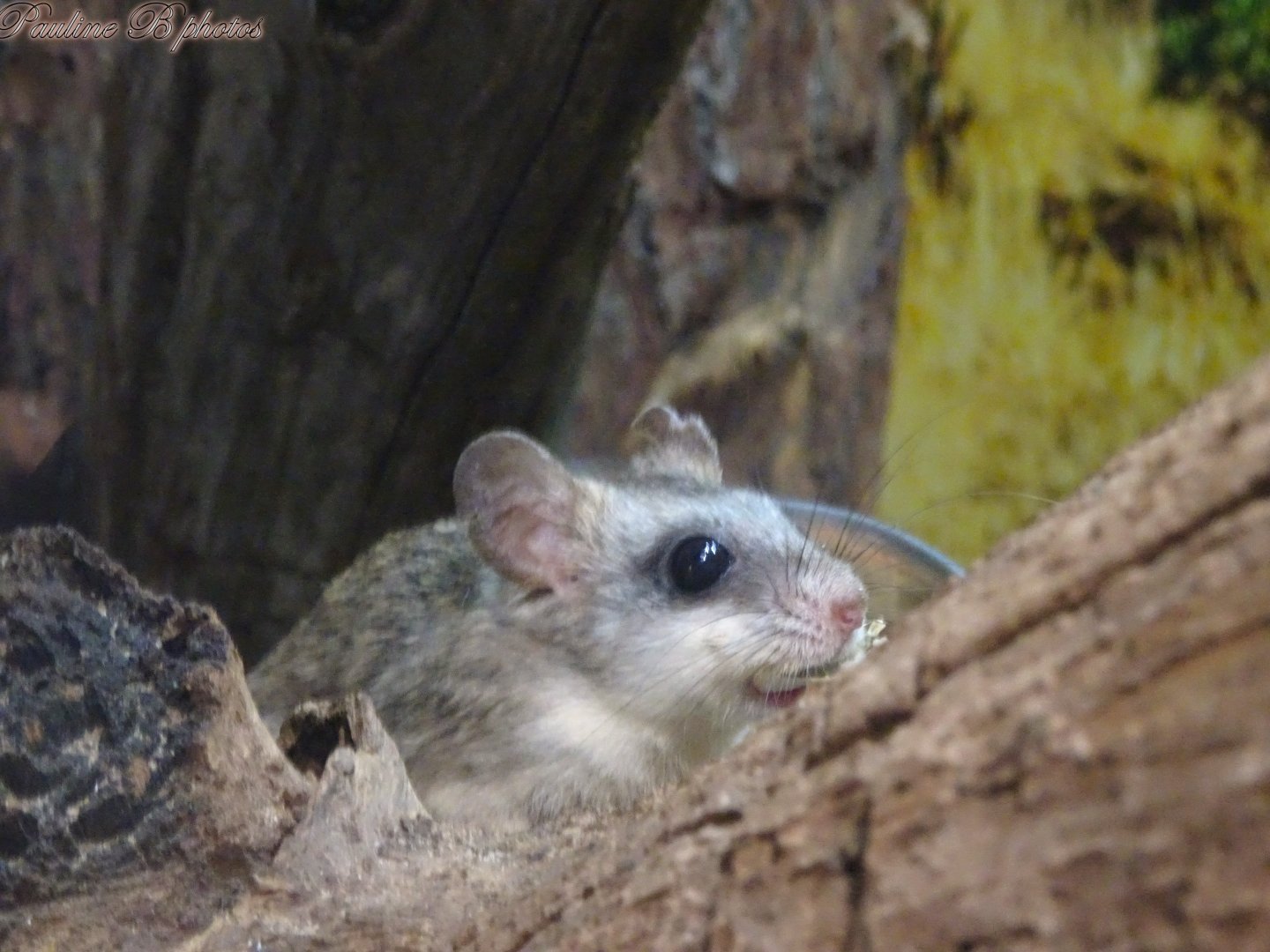 Acacia rat 2 November 2025