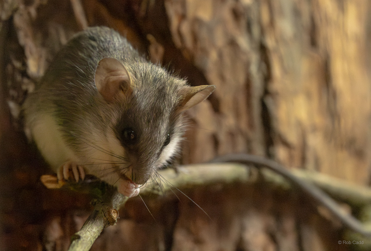 Acacia rat : Chester Zoo : 06 Sep 2025