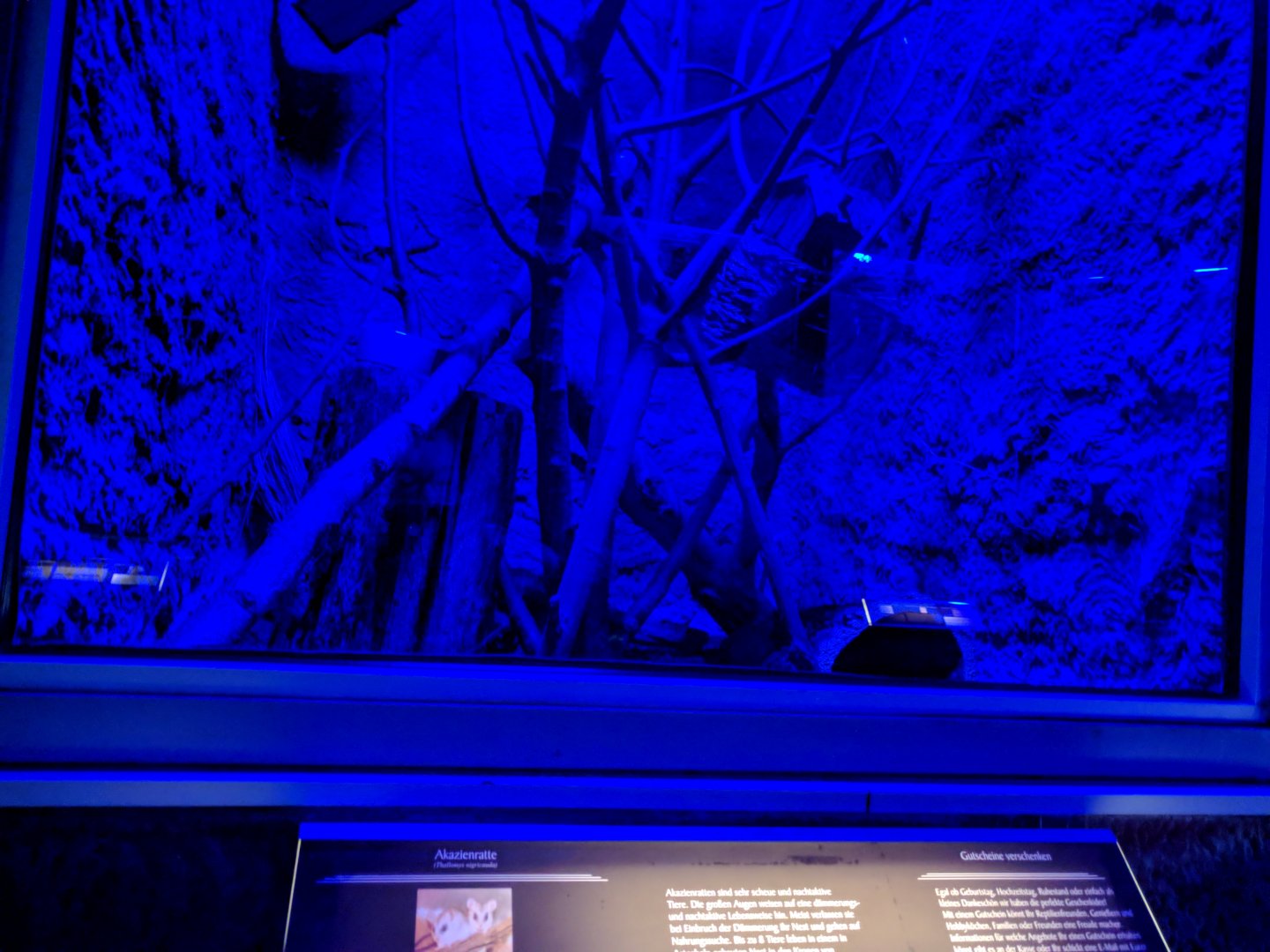 Acacia  Rat Enclosure