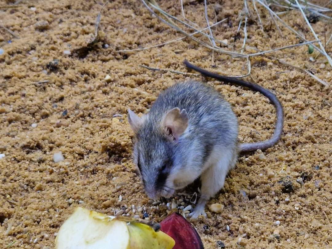 Acacia rat or Sundevall`s Thallomys