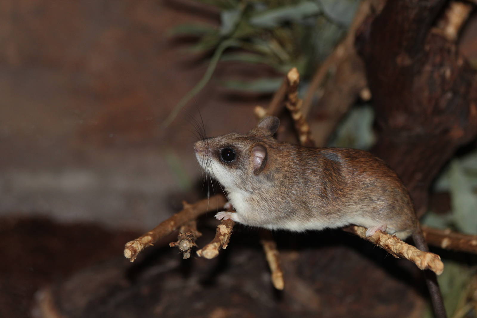 Acacia Rat - Prague Zoo, July 2013