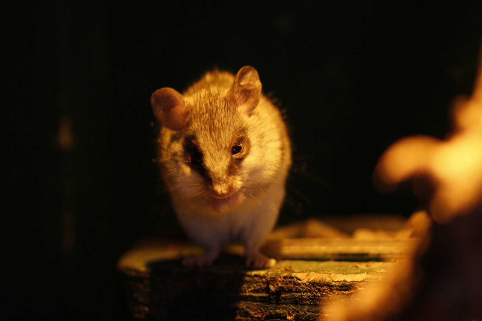 Acacia rat (Thallomys paedulcus)