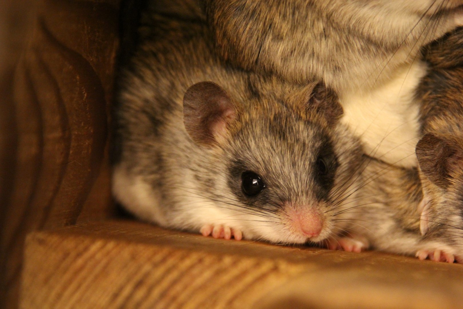 Acacia rat (Thallomys paedulcus)