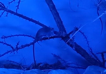 Acacia rat - Thallomys paedulcus