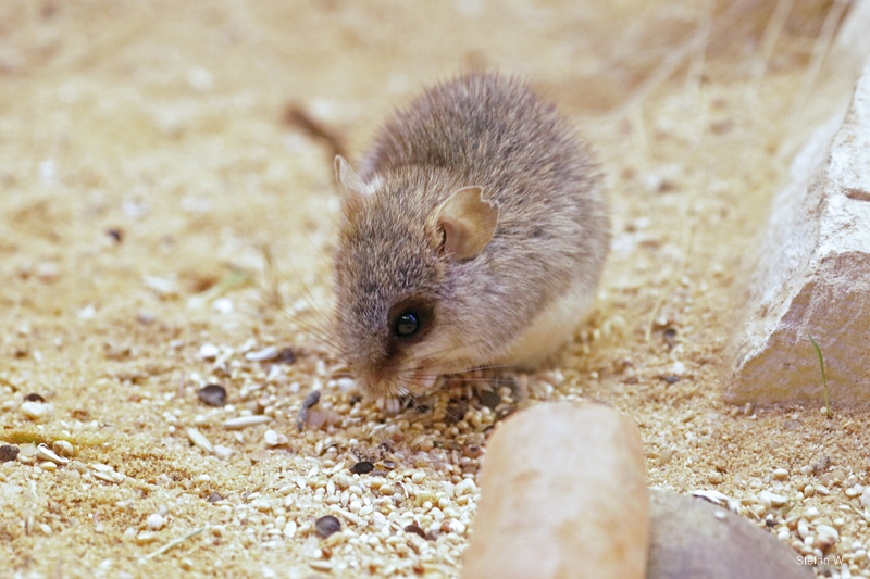 Acacia rat (Thallomys paedulcus)