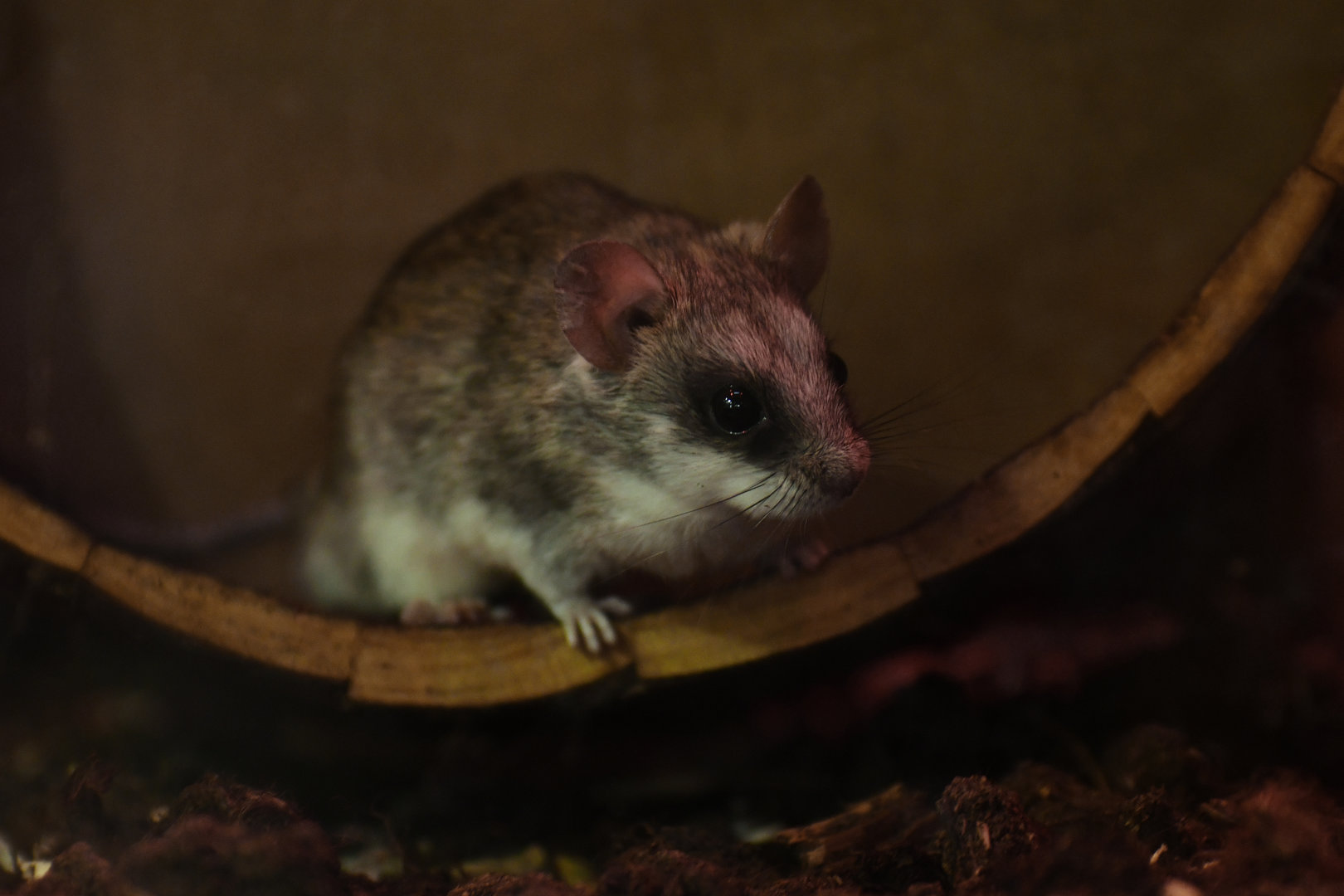 Acacia rat (Thallomys paedulcus)