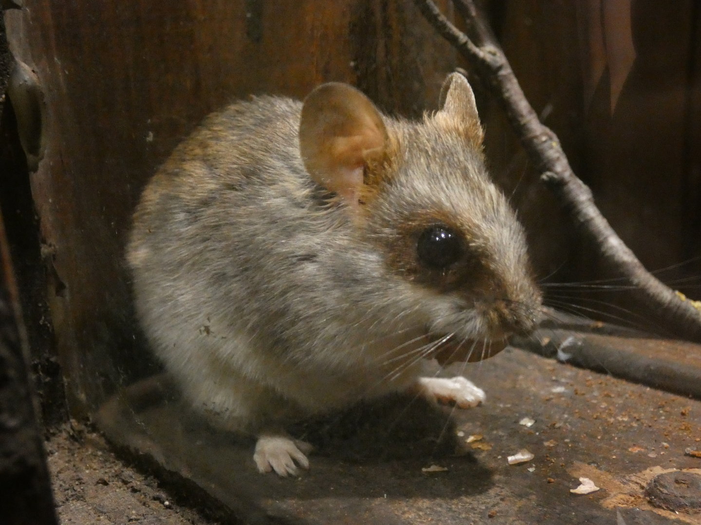 Acacia rat