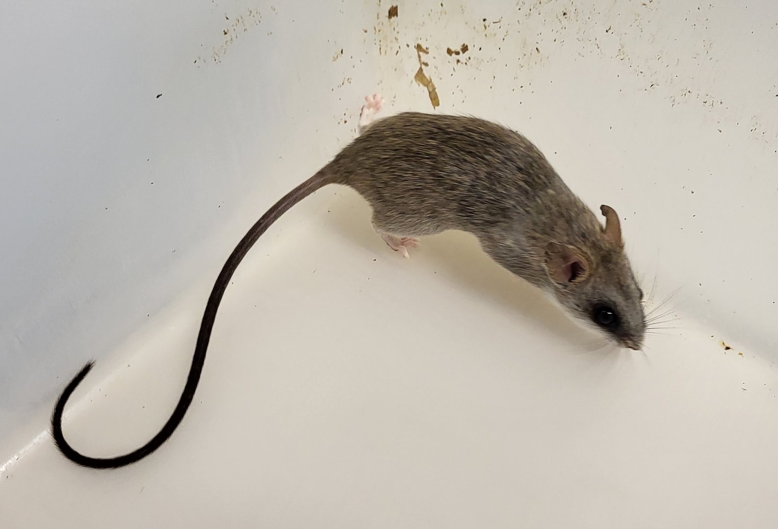 Acacia rat