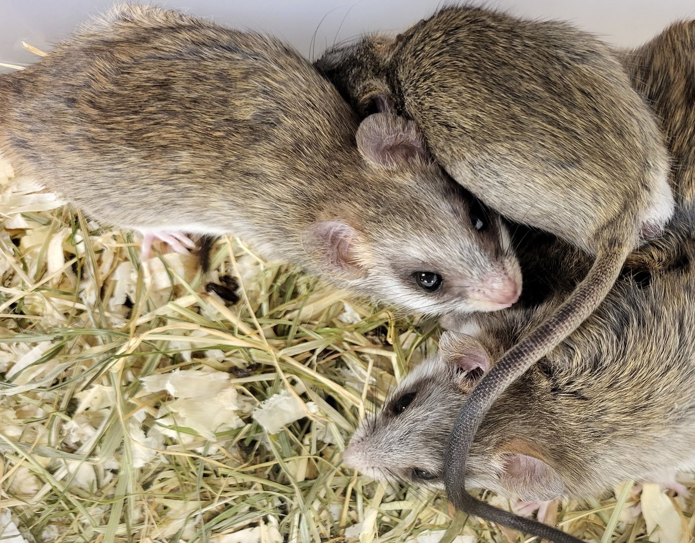 Acacia rats