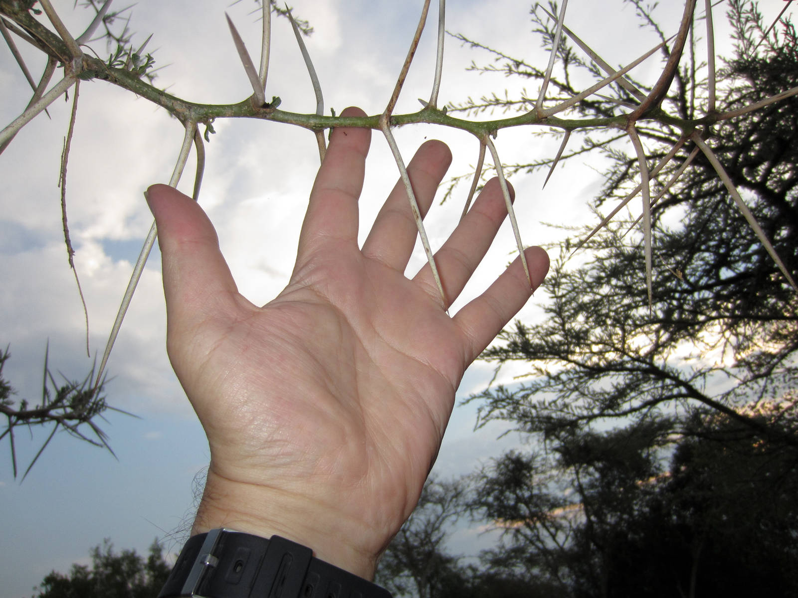 Acacia spines