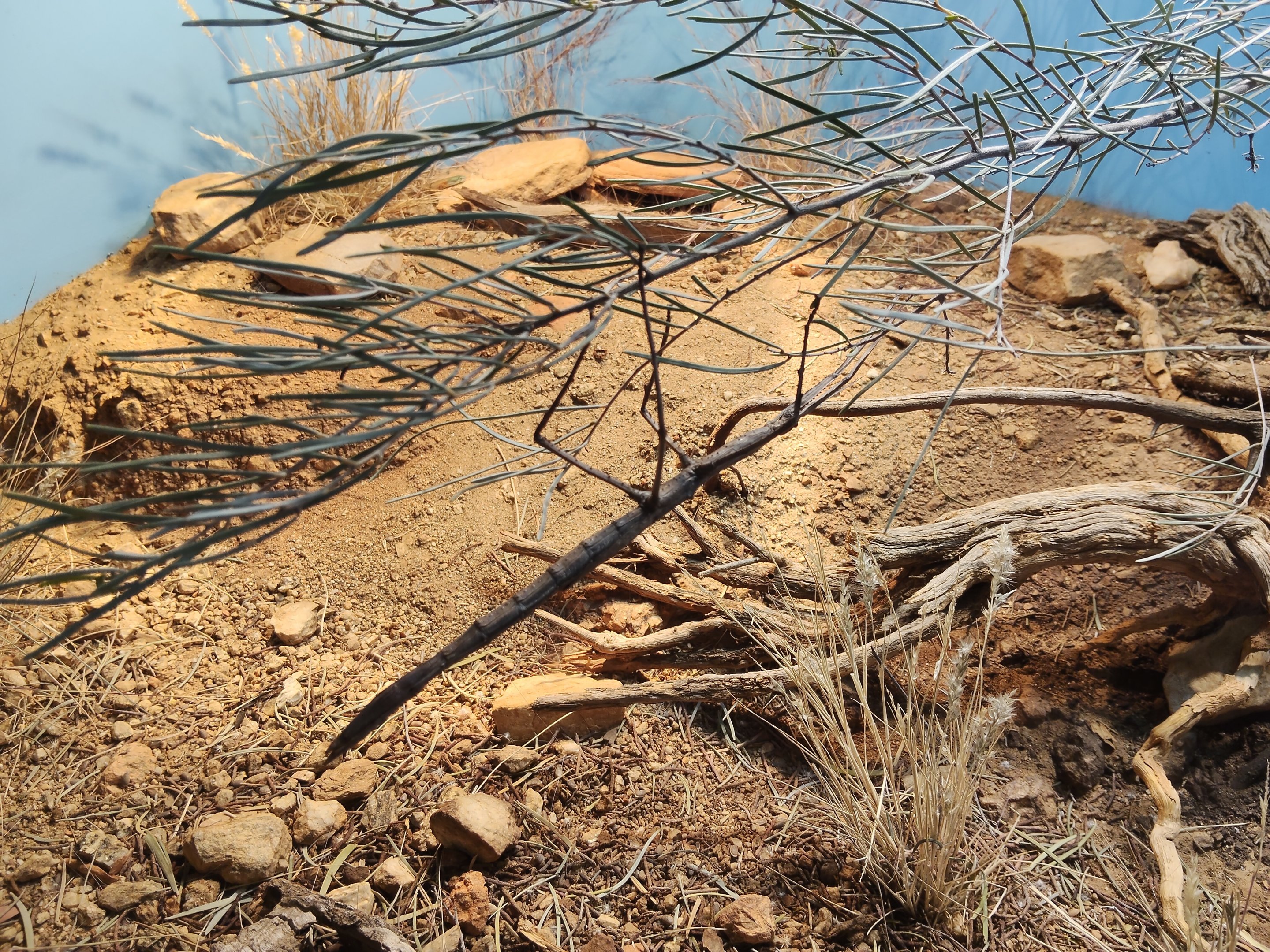 Acacia Stick Insect (Paronchestus cornutus)