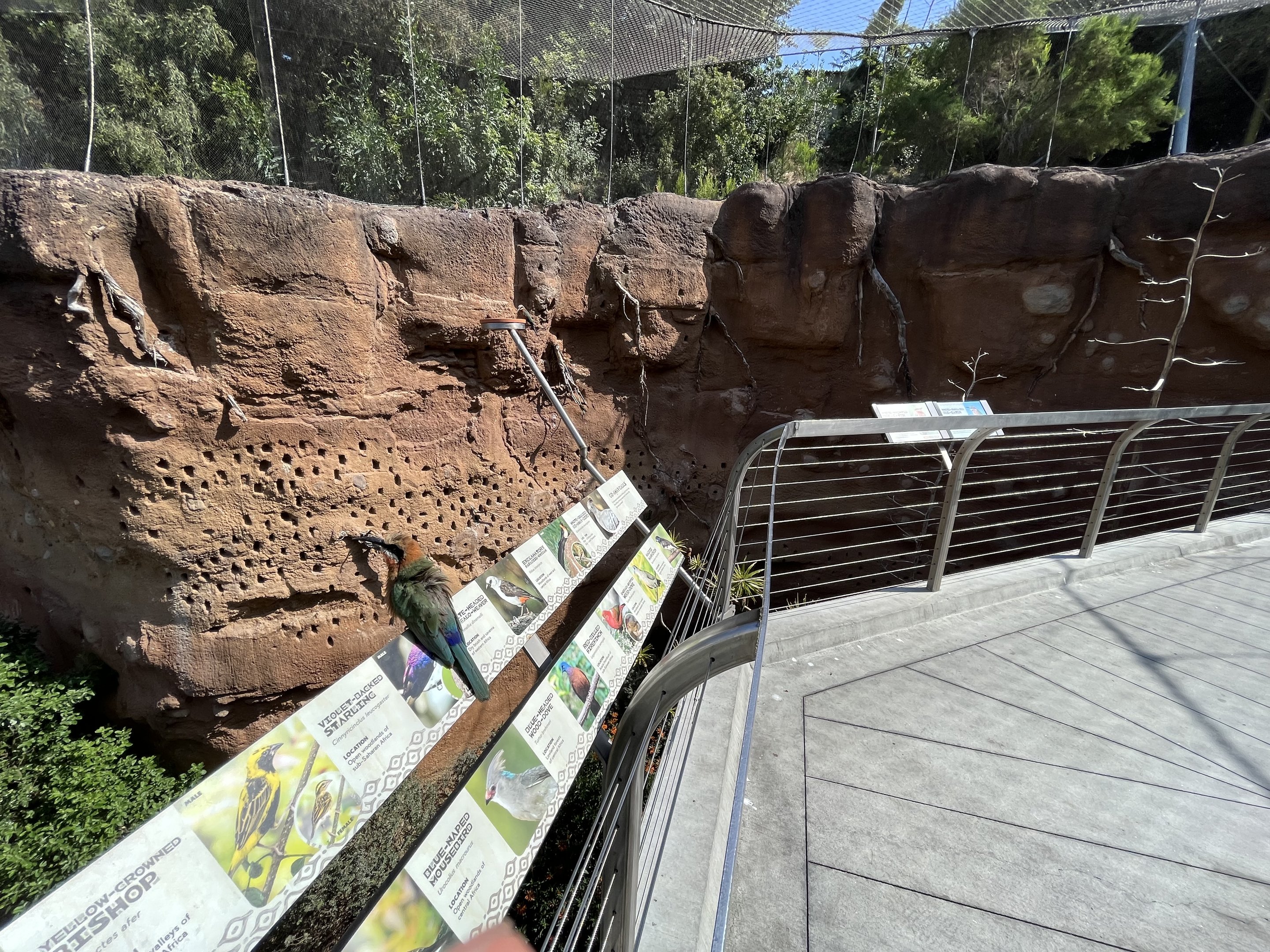 Acacia Woodland Aviary (30 species)