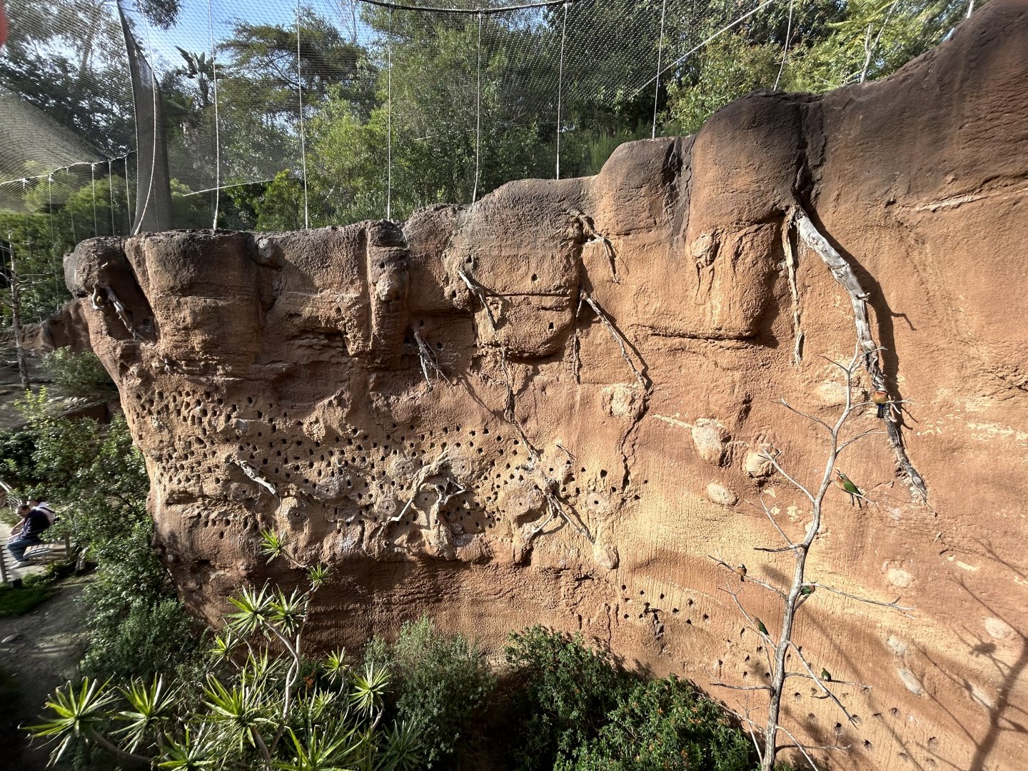 Acacia Woodlands Aviary - Africa Rocks