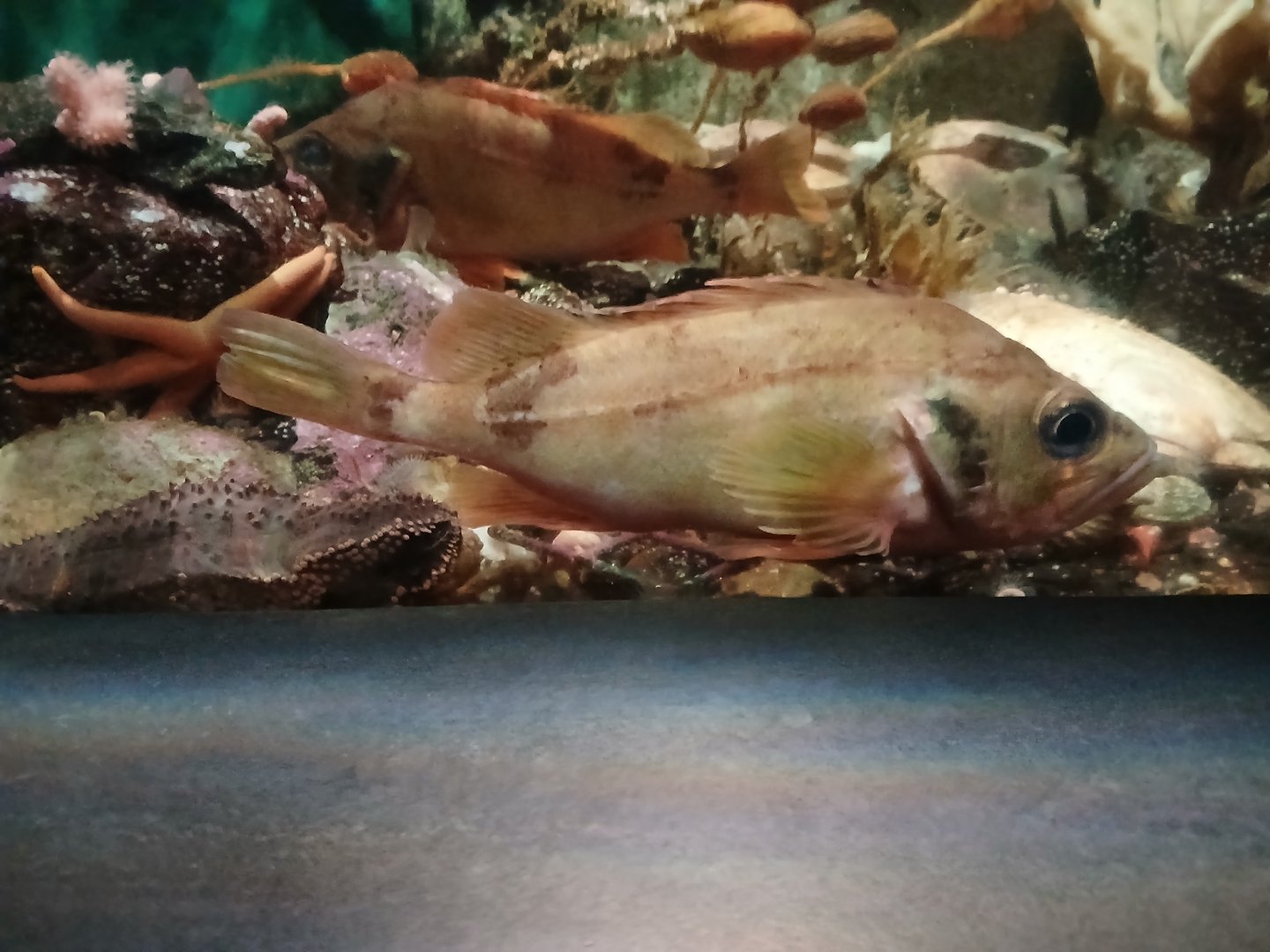 Acadia Redfish - Seen Jan 29 2025