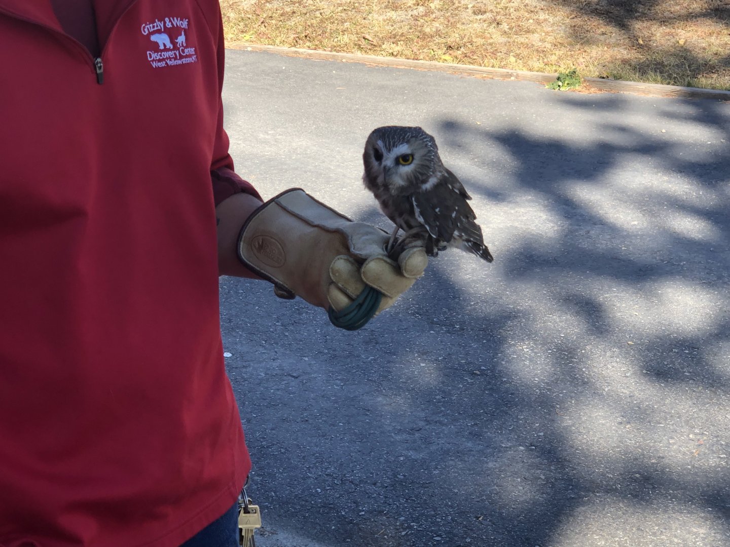 Acadia the Northern Saw Whet Owl