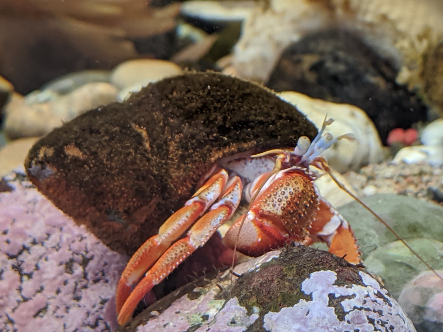 Acadian hermit crab - reopening 31-08-2020