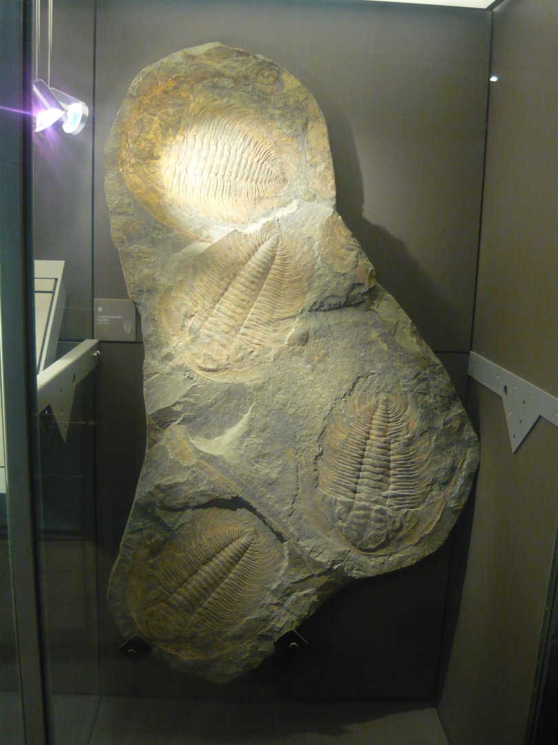 Acadoparadoxides briareus