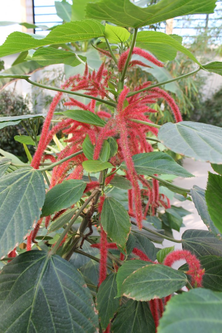 Acalypha hispida