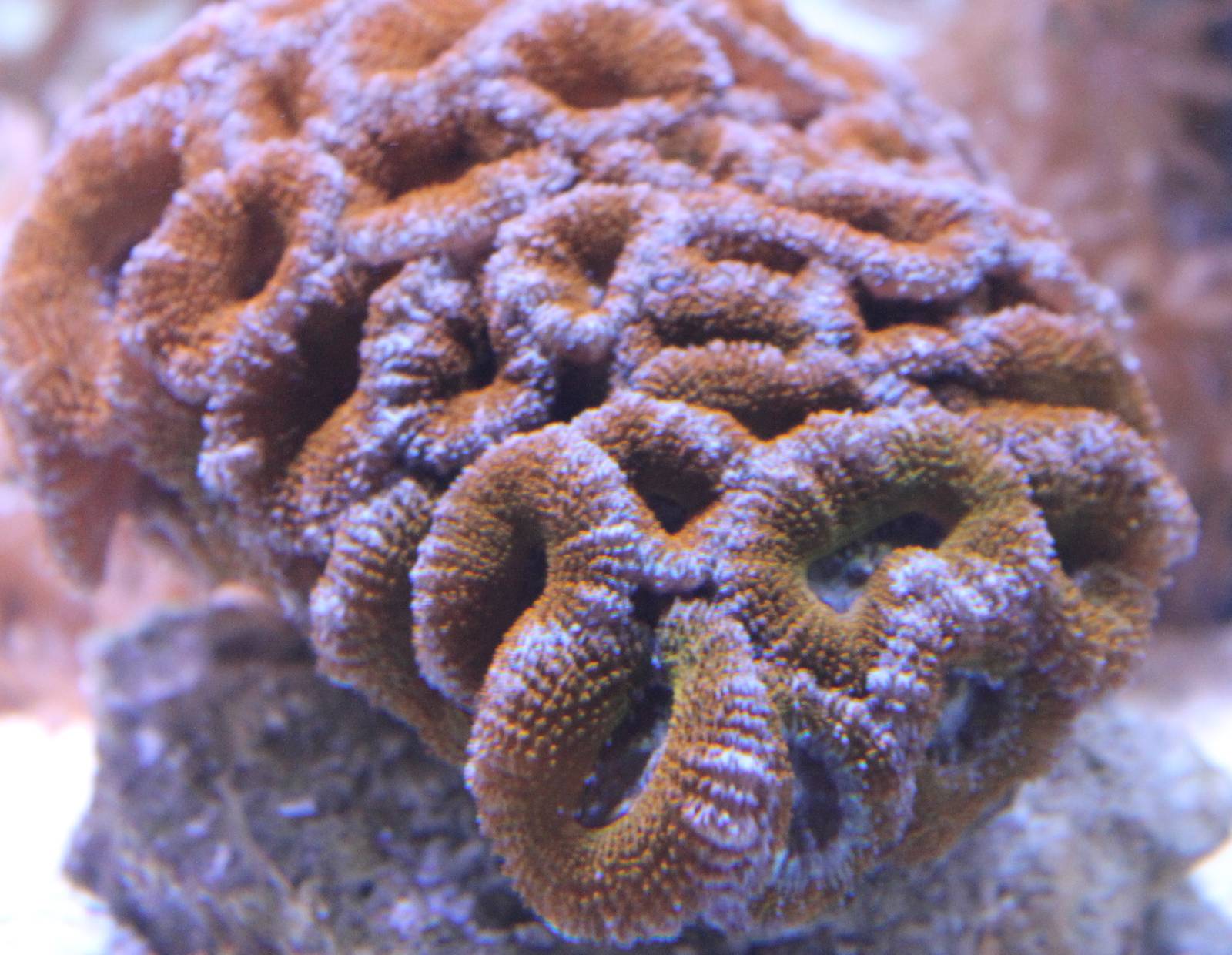 Acan coral