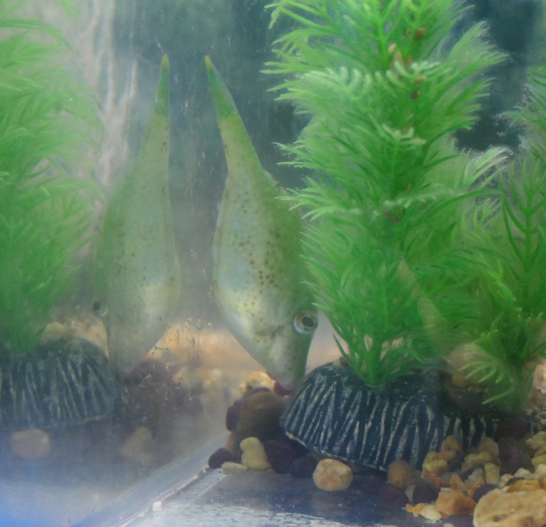 Acanthaluteres spilomelanurus or A. vittiger? - Seahorse World, Tasmania