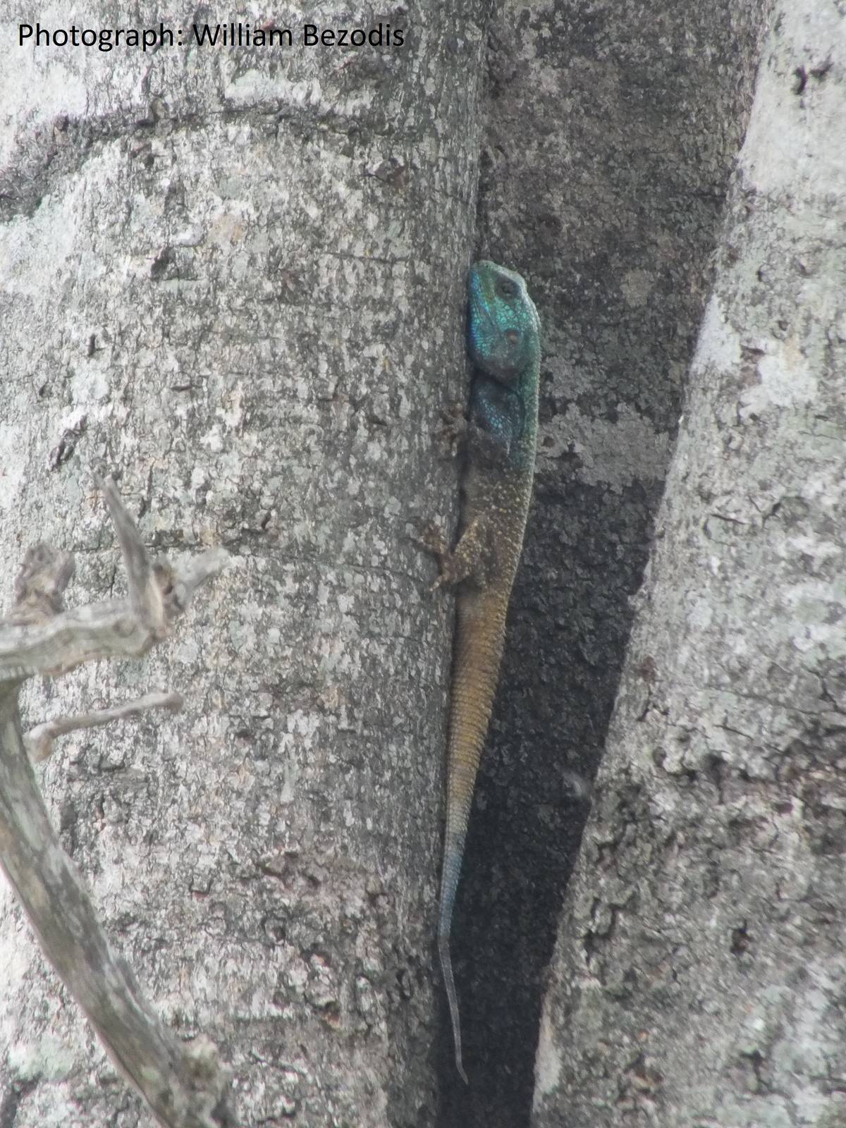 Acanthocercus atricollis, South Africa