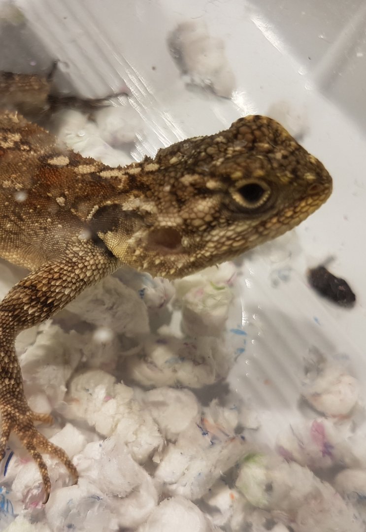 Acanthocerus atricollis