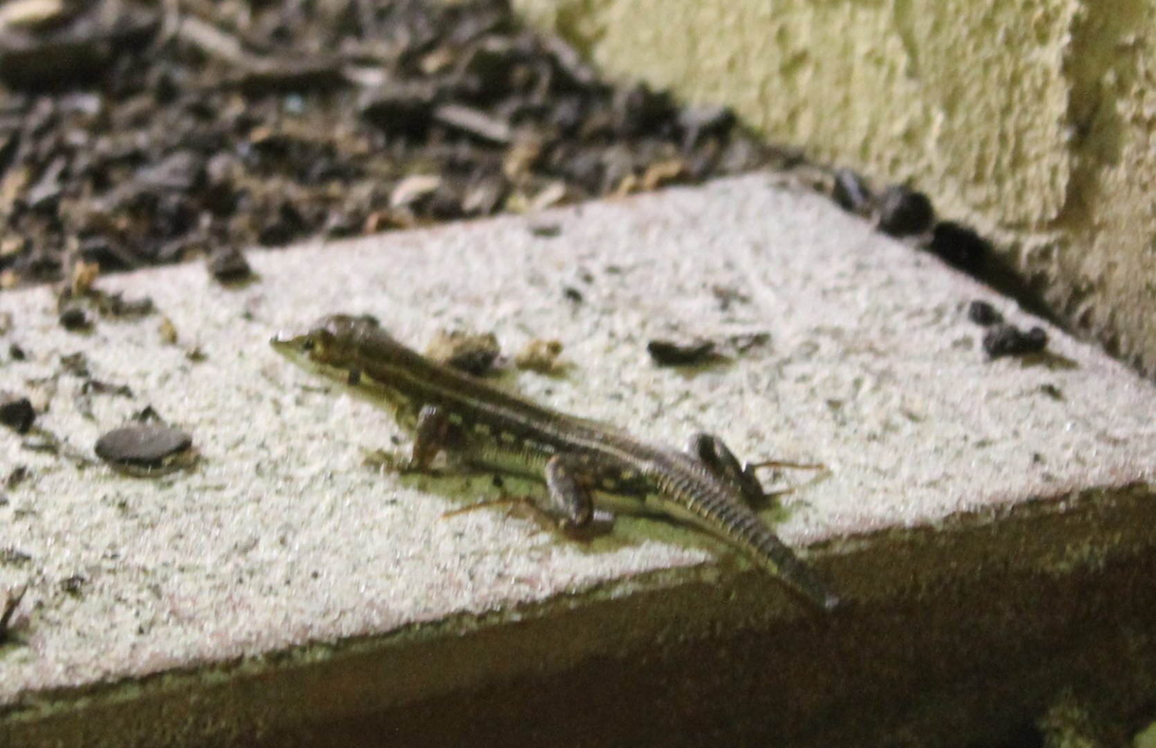 Acanthodactylus boscianus