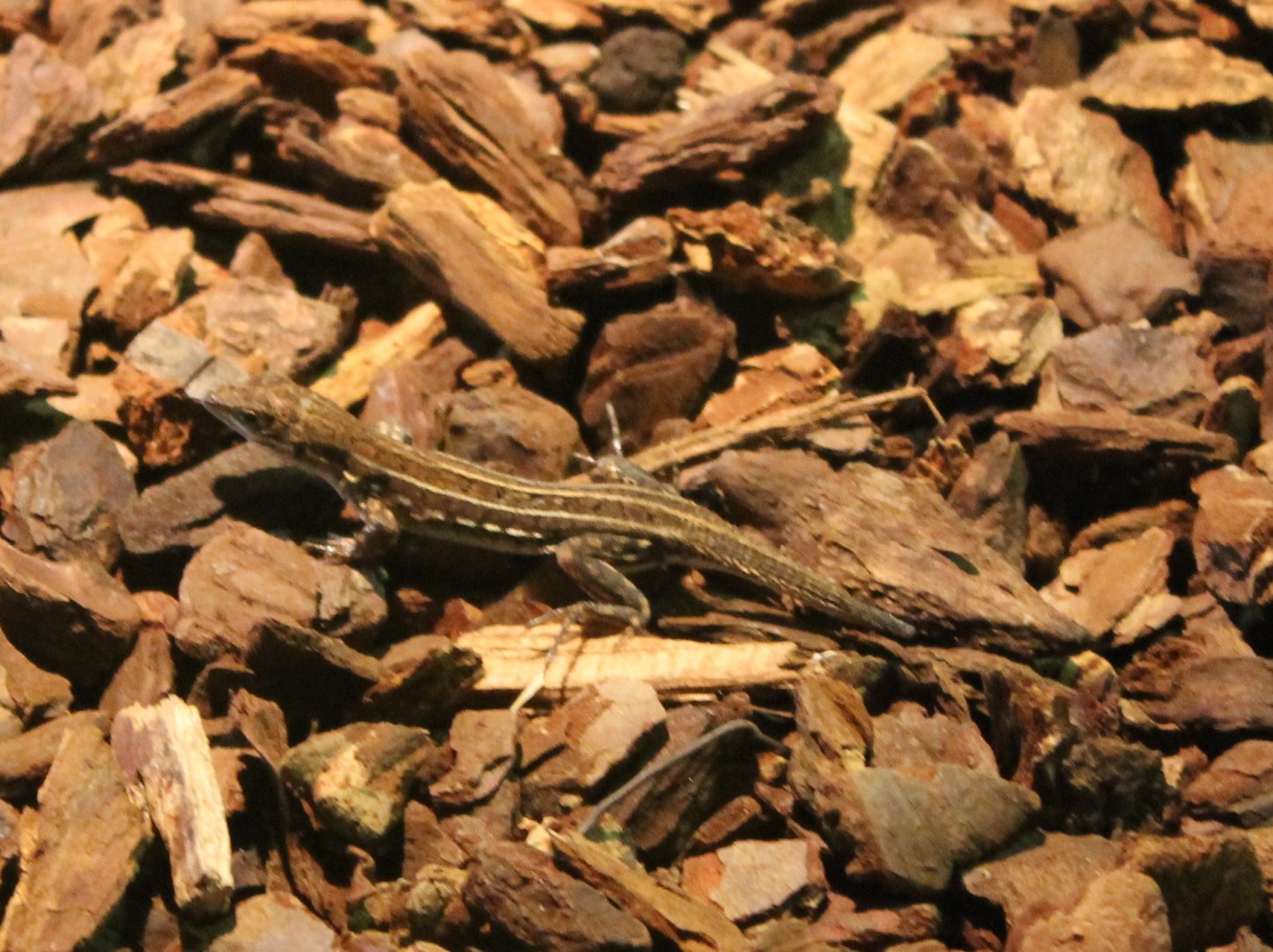 Acanthodactylus boscianus
