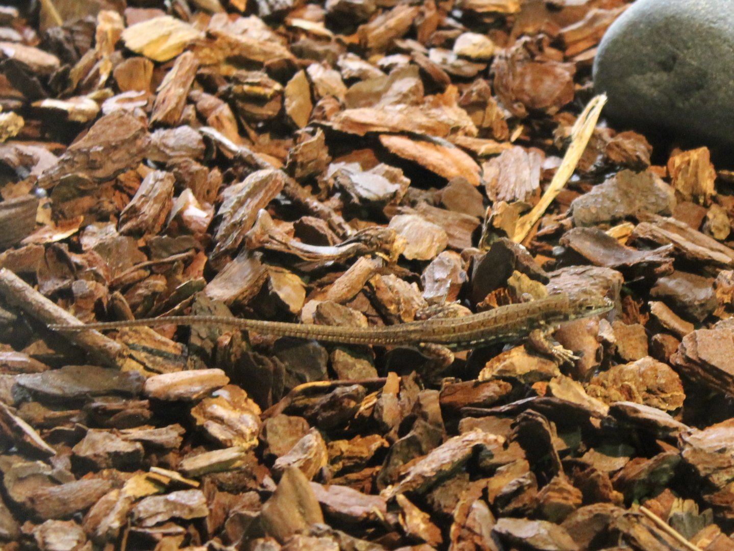 Acanthodactylus boscianus