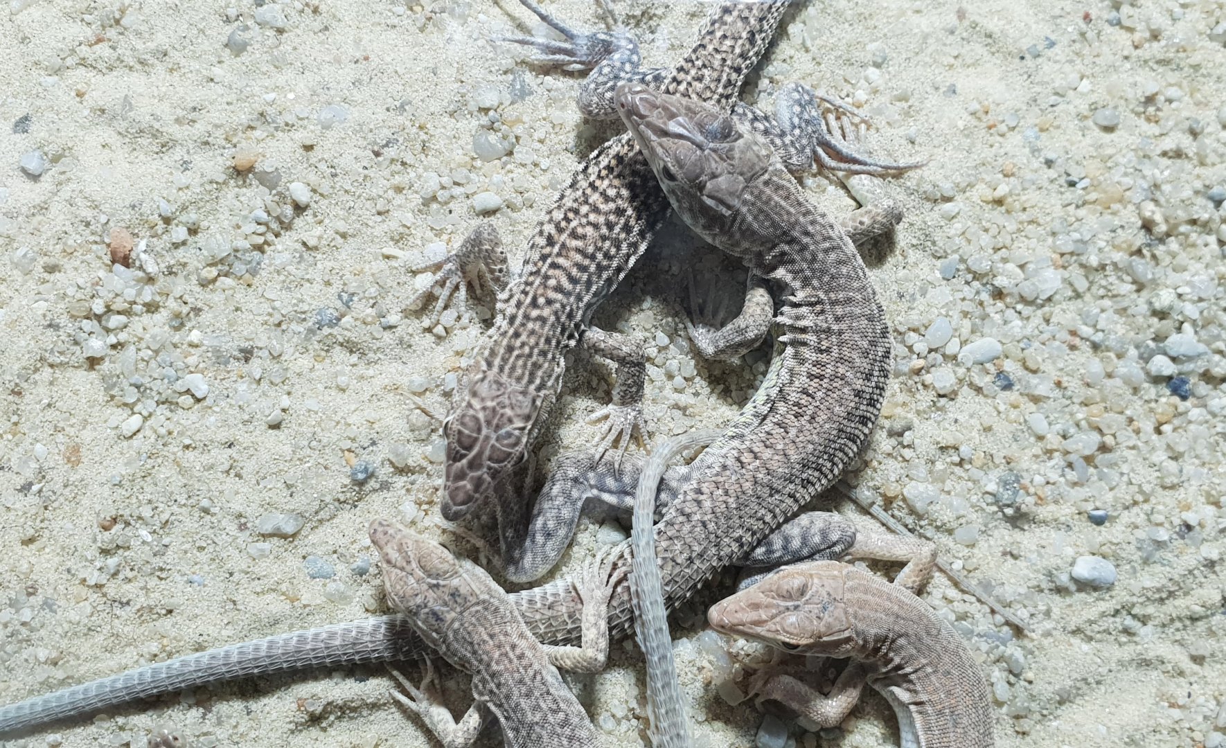 Acanthodactylus pardalis