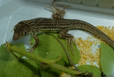 Acanthodactylus pardalis