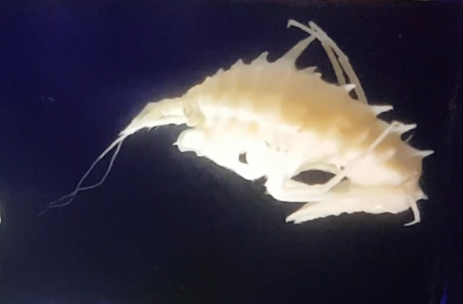 Acanthogammarus godlewskii