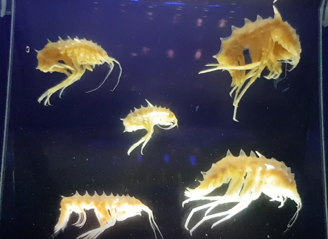 Acanthogammarus reicheryi