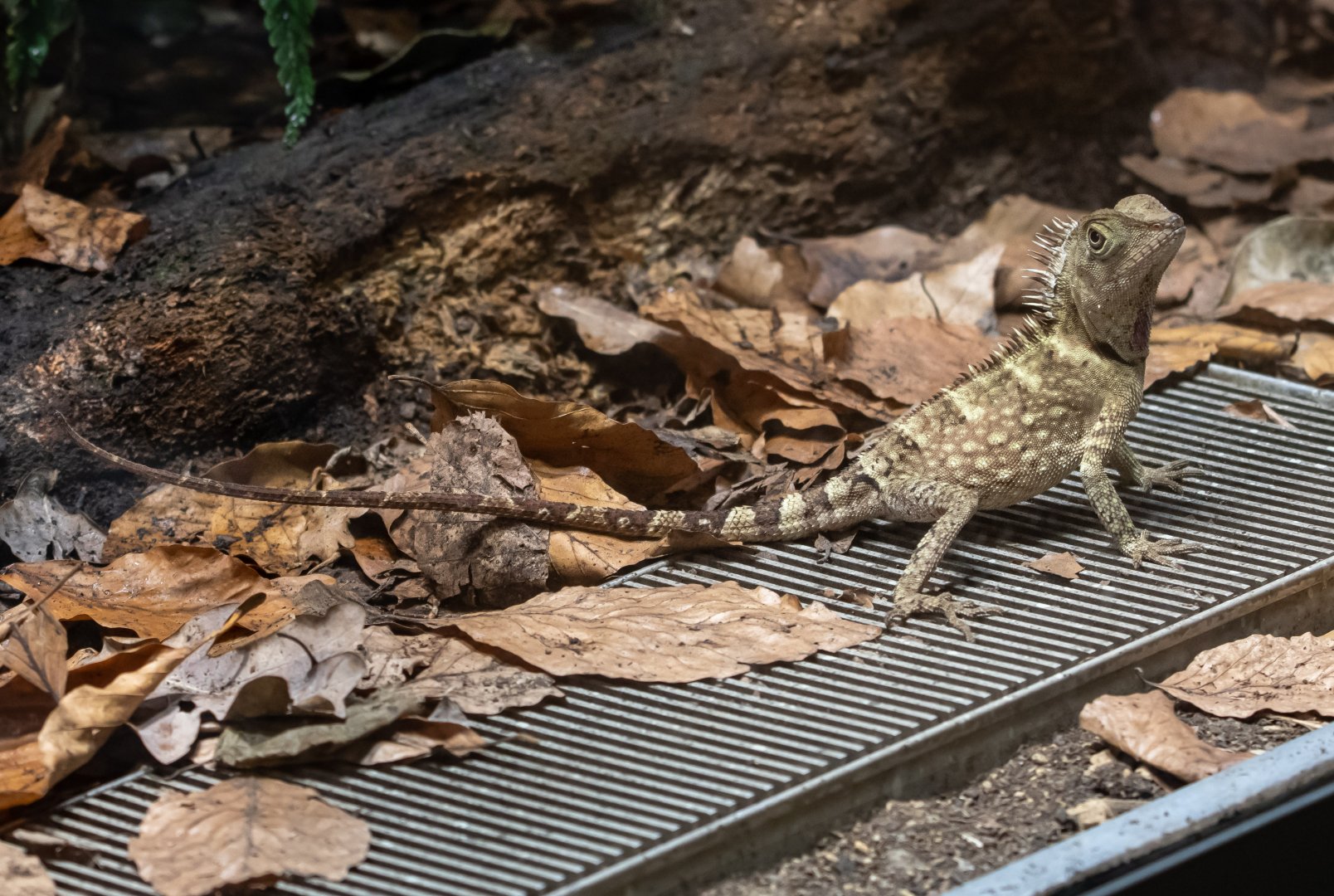 Acanthosaura ID - Tierpark Berlin