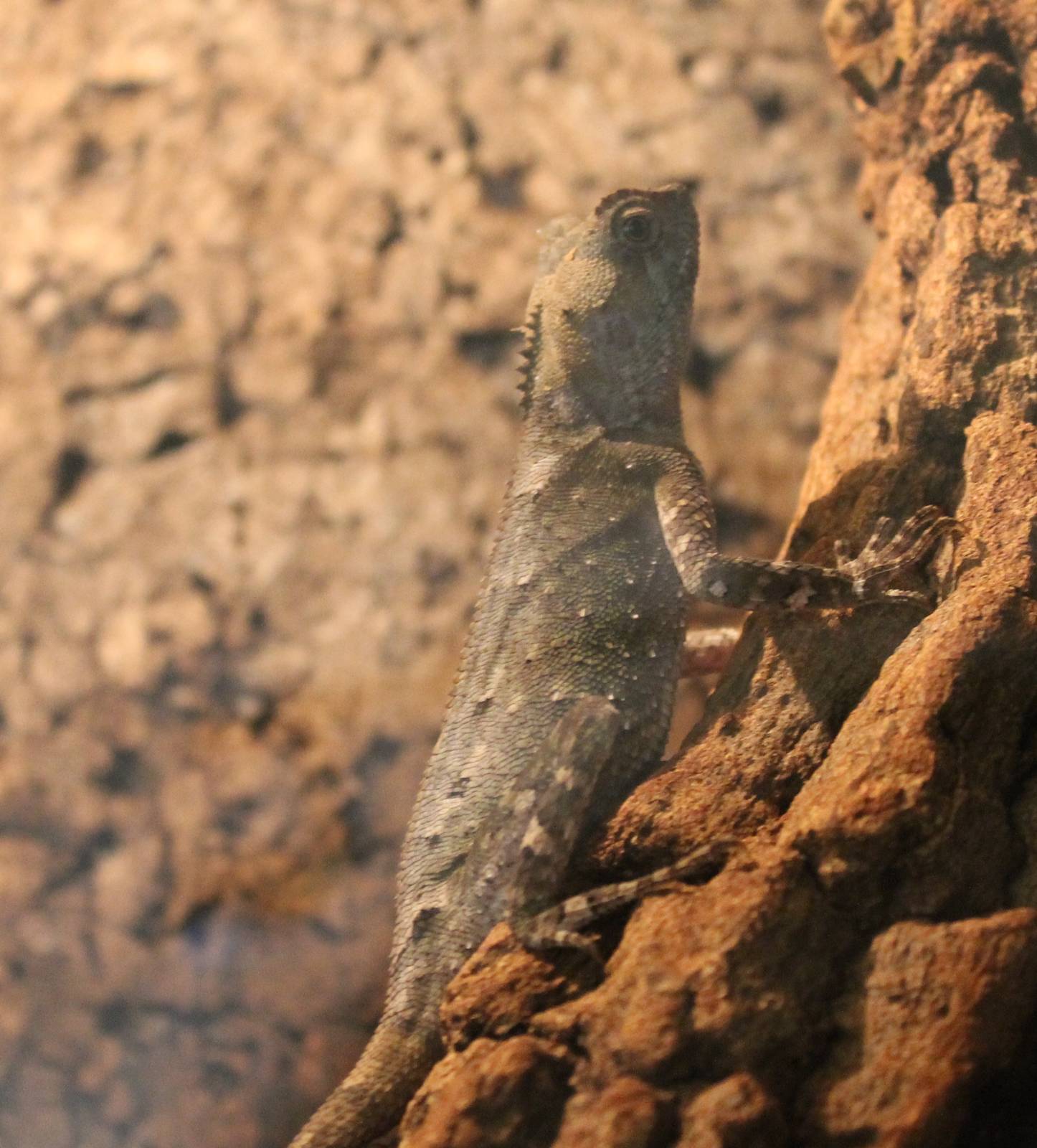 Acanthosaura lepidogaster