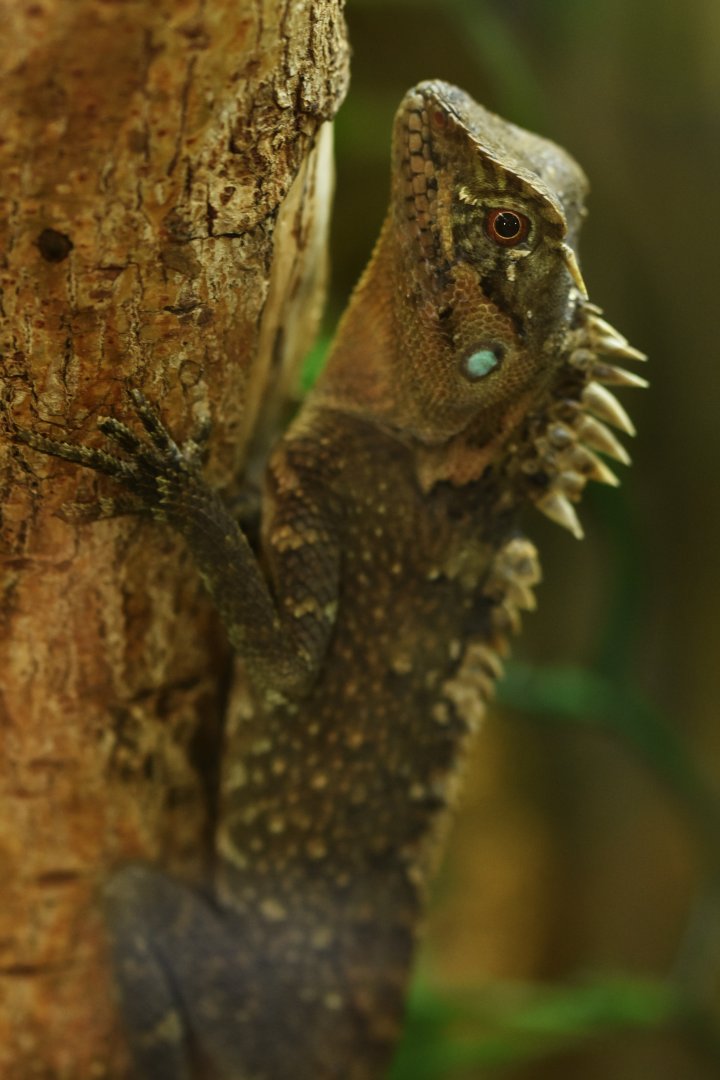 Acanthosaura lepidogaster