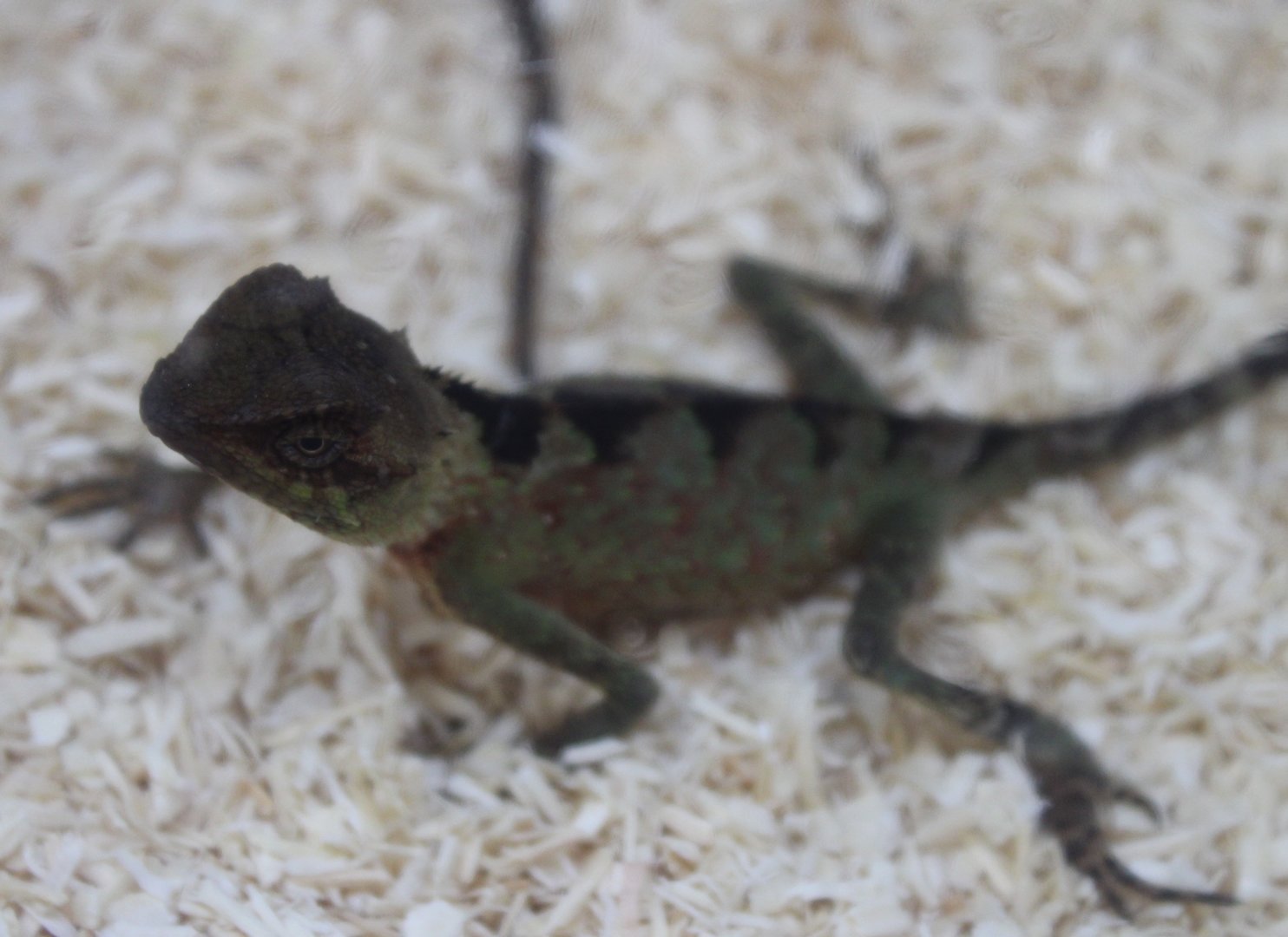 Acanthosaura lepidogaster