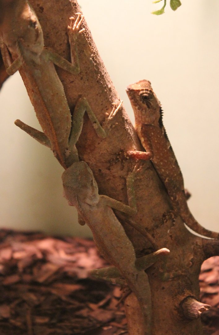 Acanthosaura lepidogster