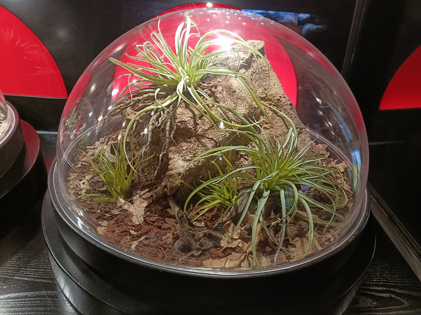 Acanthoscurria geniculata exhibit - Bioparc Acuario de Gijón