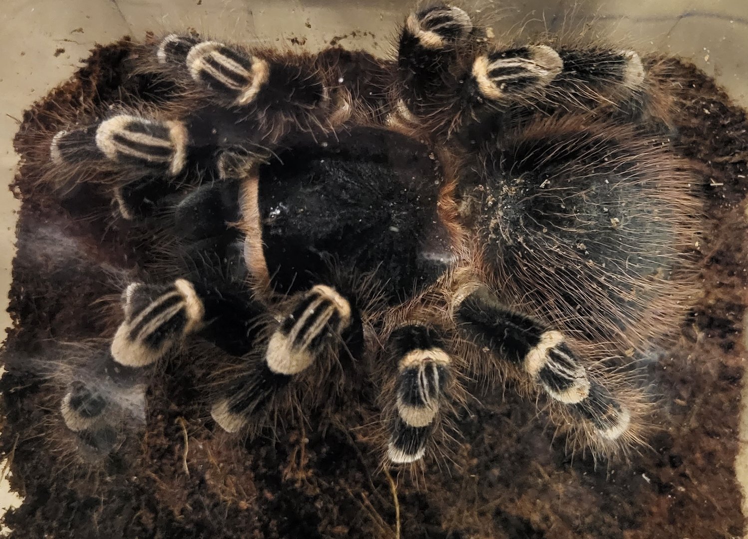Acanthoscurria geniculata - female