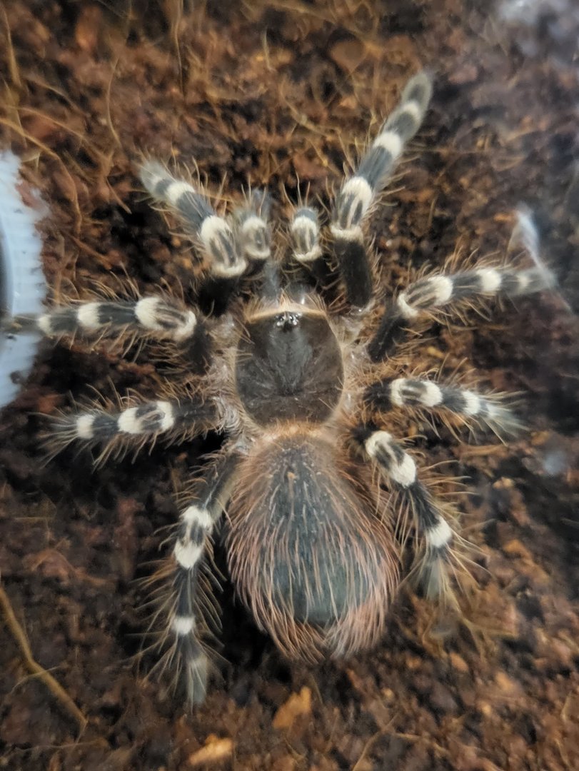 Acanthoscurria geniculata - male