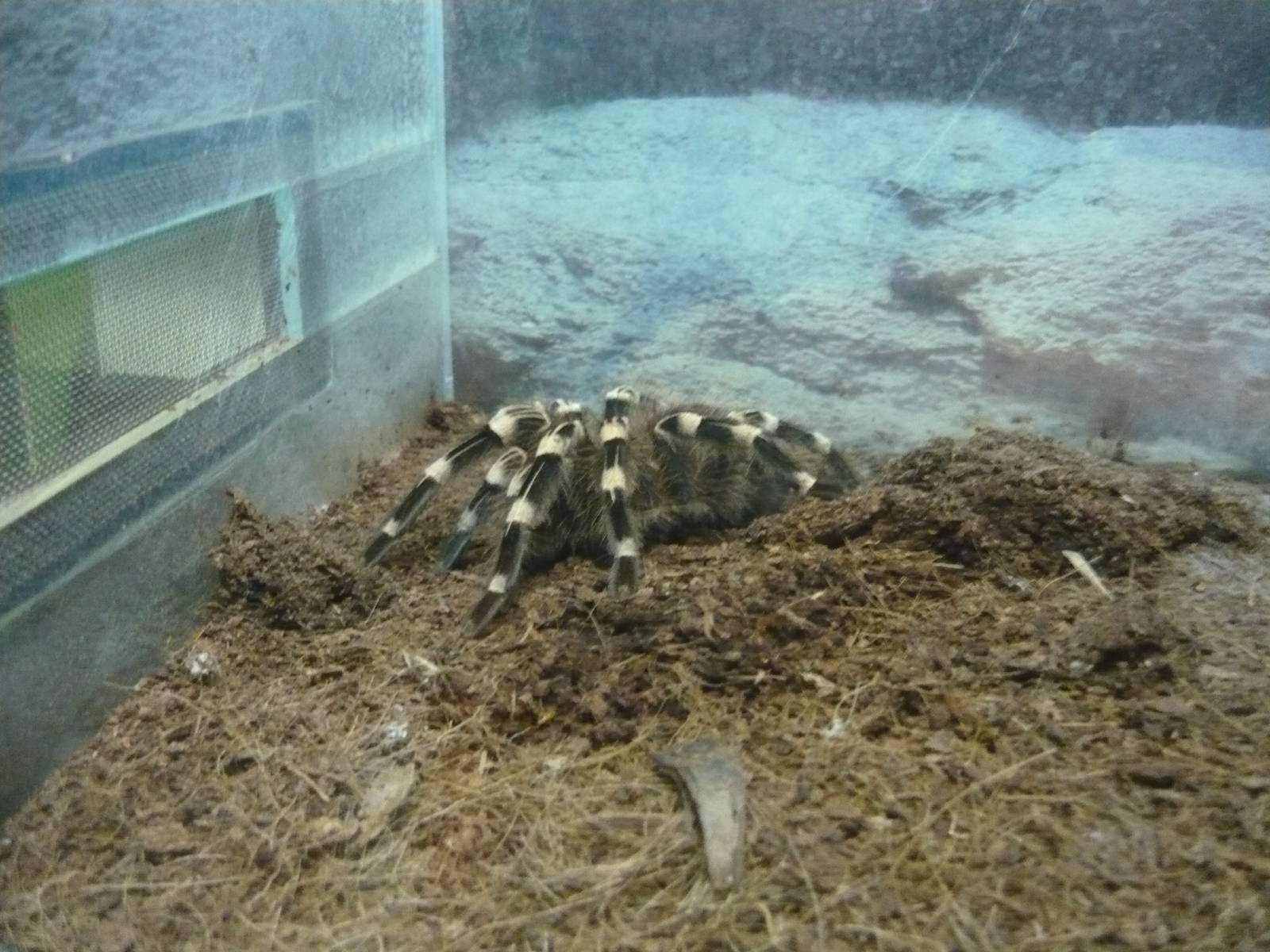 Acanthoscurria geniculata