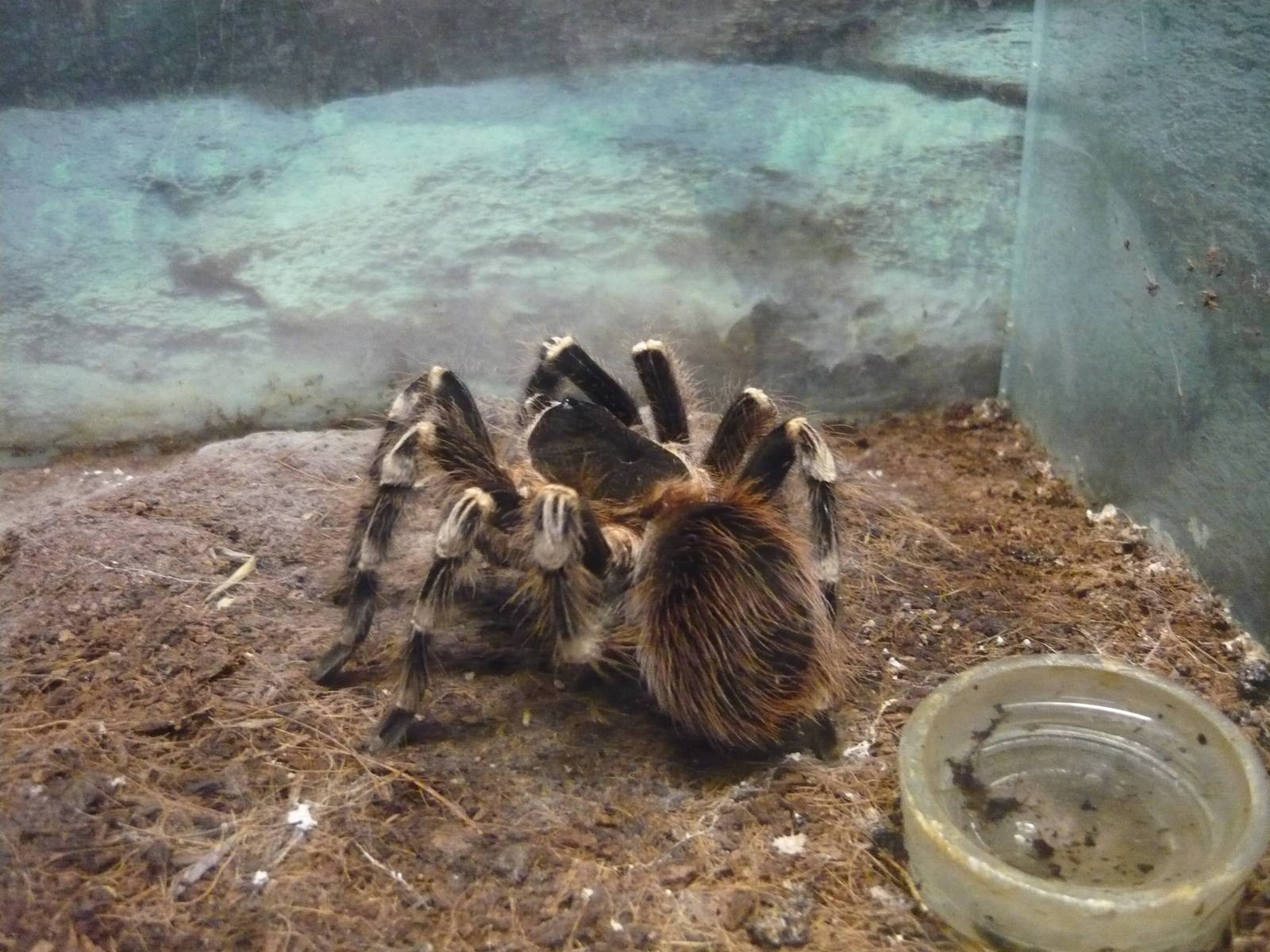 Acanthoscurria geniculata