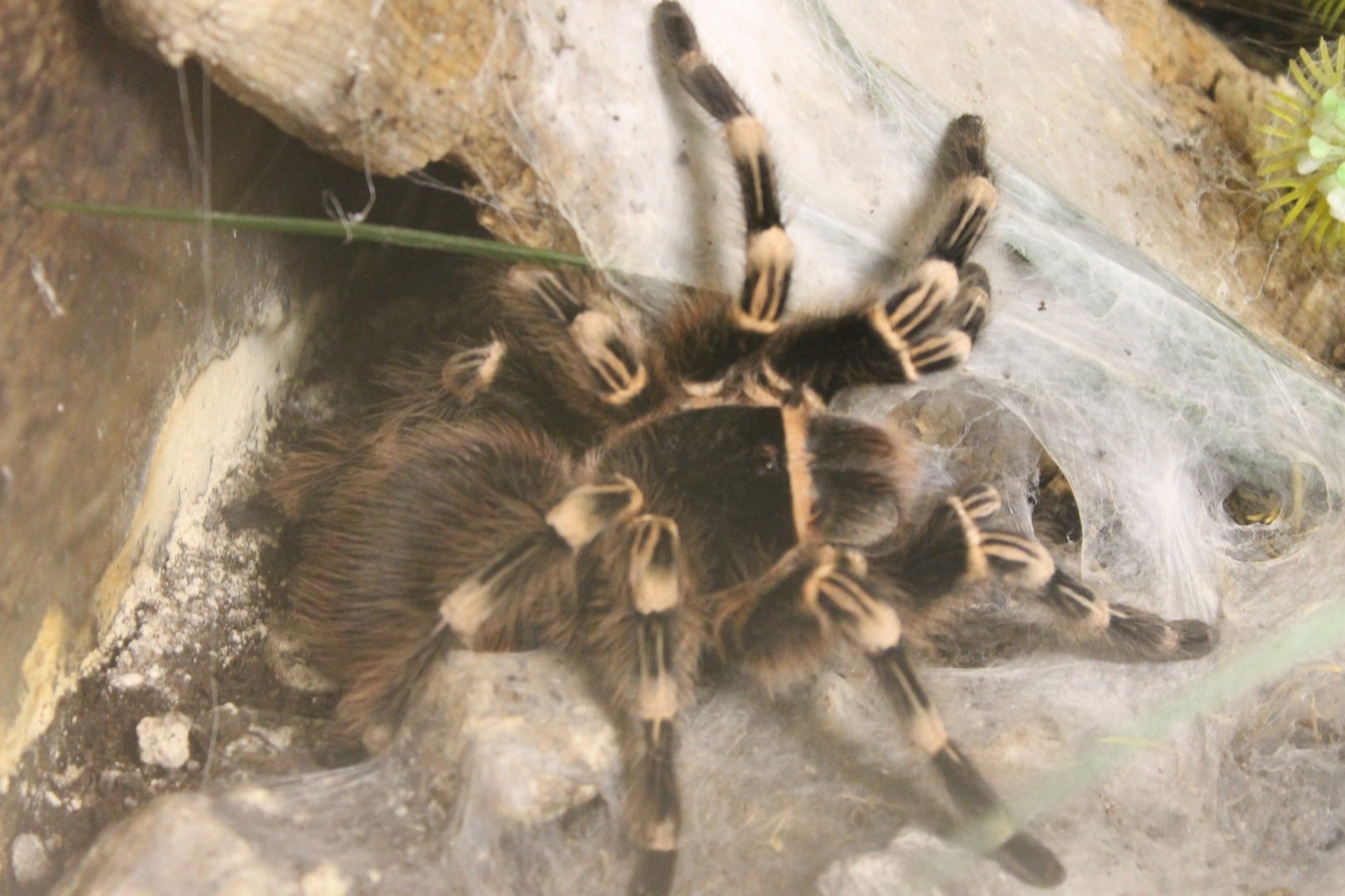 Acanthoscurria geniculata